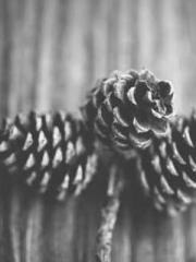 Reborn in 1989: Crea