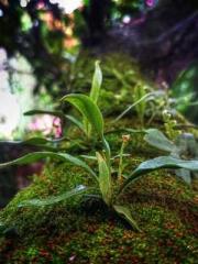 Eternal Sword Ancest