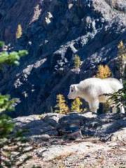 Awakening of the Mas